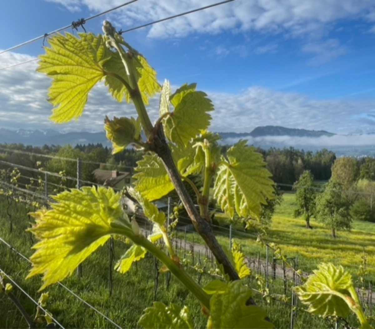 Wein Degustation 2026